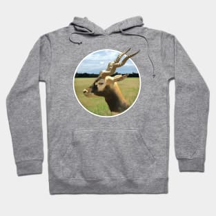 Blackbuck Hoodie